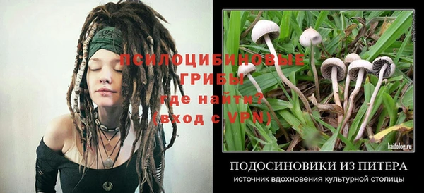 дживик Инта